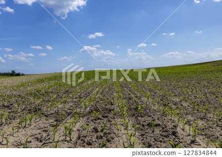 sky with clouds and corn in the summer, growing a new crop of sweet corn for food production, landscape photography sky with clouds and corn in the summer, growing a new crop of sweet corn for food production, landscape photography 127834844