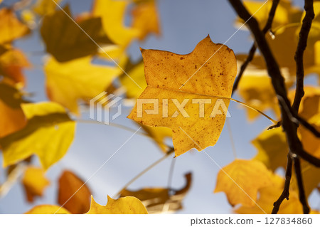 orange tulip tree against a sky , autumn foliage of a tulip tree in Indian summer in the park, sunny weather 127834860