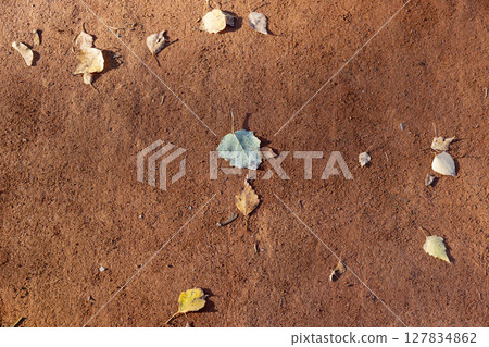 red path and foliage in the autumn , fallen on the path in the park yellow foliage of trees during leaf fall, close up red path and foliage in the autumn , fallen on the path in the park yellow foliage of trees during leaf fall, close up 127834862