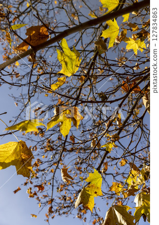 orange leaves on the branches of the maple tree in the autumn season in sunny weather, the beautiful foliage of maples during the fall in Indian summer 127834863