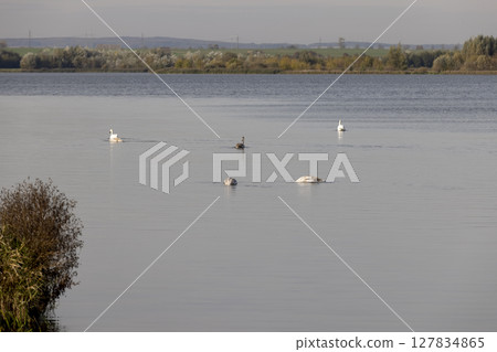 a family of swans with young swans in gray plumage a lake with muddy water in the autumn , a deep lake with dark water a family of swans with young swans in gray plumage a lake with muddy water in the autumn , a deep lake with dark water 127834865