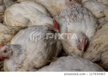 fat meat chickens in a cage free, there are a lot of adult broilers, side view 127834867