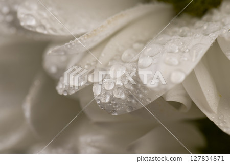 a bouquet of fresh flowers with white petals covered with drops of water, wet white chamomile flowers in a large gift bouquet, close up a bouquet of fresh flowers with white petals covered with drops of water, wet white chamomile flowers in a large gift bouquet, close up 127834871