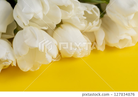 tulips on yellow paper, yellow paper and white tulip flowers, close up tulips on yellow paper, yellow paper and white tulip flowers, close up 127834876