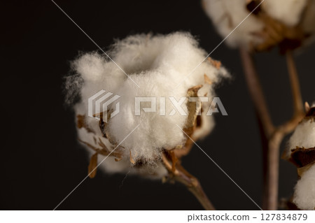 a flower of cotton on a dark background close up, a branch of a cotton plant with a large number of white flowers a flower of cotton on a dark background close up, a branch of a cotton plant with a large number of white flowers 127834879