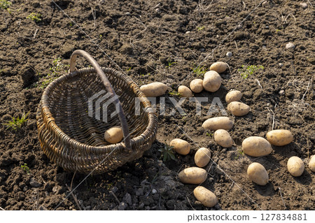 potatoes scattered on the ground during agricultural work, large yellow potatoes on the ground during agriculture, potatoes in a simple harvest basket 127834881