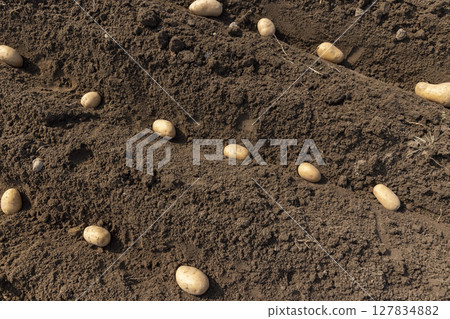 potatoes in rows in a field , rows of potatoes in the field in the spring of the year during farming, a field potatoes in rows in a field , rows of potatoes in the field in the spring of the year during farming, a field 127834882
