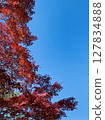 Autumn leaves looking up at the sky Autumn leaves looking up at the sky 127834888