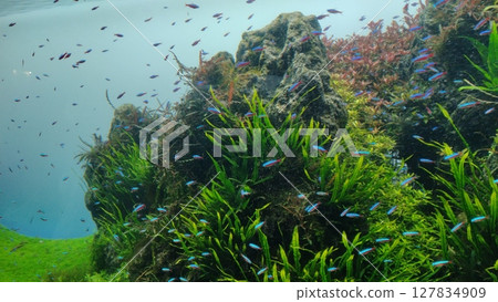 Neon tetra swimming in a large aquarium Neon tetra swimming in a large aquarium 127834909