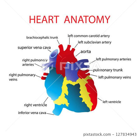 illustration of medical and biology, Heart Anatomy, diagram of human heart anatomy, The pathway of blood flow through the heart illustration of medical and biology, Heart Anatomy, diagram of human heart anatomy, The pathway of blood flow through the heart 127834943