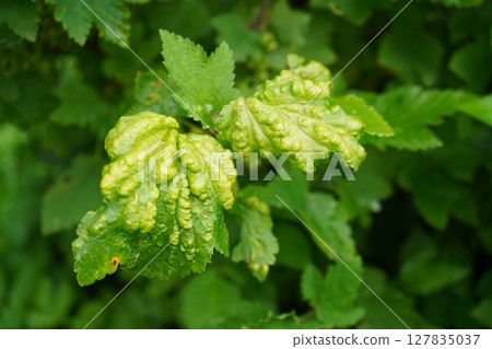 Currant leaf infected with gall mite, showing red blistering, in natural daylight with a blurred green background. currant disease Currant leaf infected with gall mite, showing red blistering, in natural daylight with a blurred green background. currant disease 127835037