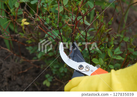 Pruning roses is flower care that promotes healthier growth and bright blooms. 127835039