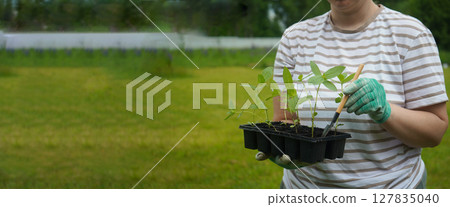 A close-up of an unrecognizable woman holding a box with seedlings of cynias. Banner, copy space. A close-up of an unrecognizable woman holding a box with seedlings of cynias. Banner, copy space. 127835040