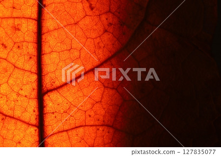 Red leaf texture, extreme close up, flat material, dried leaf, vertical texture, dark copy space 127835077