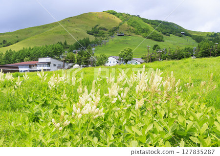 車山高原初夏：貝加爾花盛開 127835287