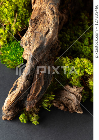 Abstract north nature scene with a composition of lichen, moss, and old snags. 127835466