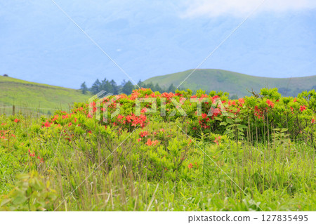 霧峰:蓮花生和小梅花盛開 霧峰:蓮花生和小梅花盛開 127835495
