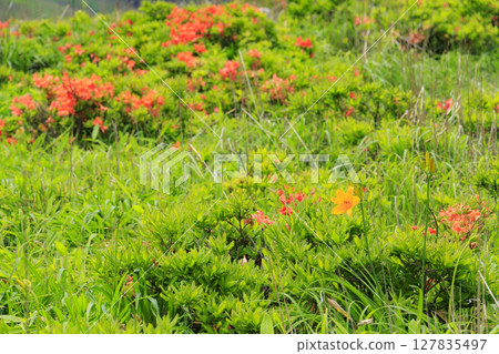 Kirigamine: Renge azalea and kobaikou flowers in full bloom 127835497
