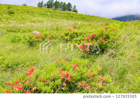 霧峰：蓮花生和小梅花盛開 127835505
