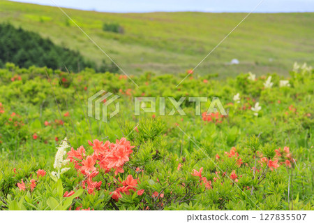 霧峰：蓮花生和小梅花盛開 127835507