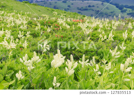 霧峰:蓮花生和小梅花盛開 霧峰:蓮花生和小梅花盛開 127835513