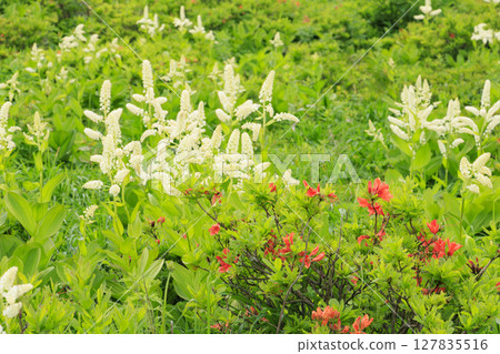 霧峰:蓮花生和小梅花盛開 霧峰:蓮花生和小梅花盛開 127835516