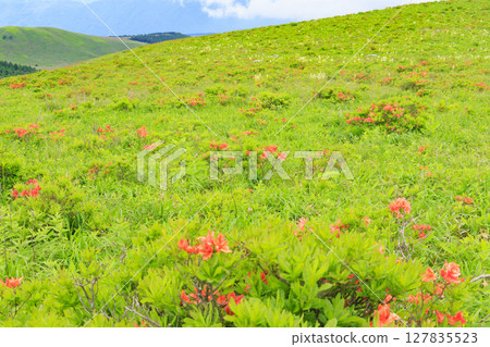 Kirigamine: Renge azalea and kobaikou flowers in full bloom Kirigamine: Renge azalea and kobaikou flowers in full bloom 127835523