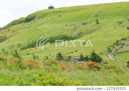 霧峰:蓮花生和小梅花盛開 霧峰:蓮花生和小梅花盛開 127835525