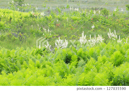 Kirigamine Yashimagahara Marshland: Full bloom of the lily of the valley 127835590