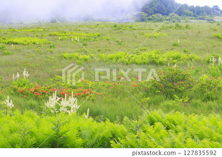 Kirigamine Yashimagahara Marshland: Full bloom of the lily of the valley 127835592