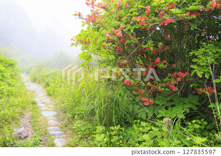 Kirigamine Yashimagahara Marshland: Full bloom of the lily of the valley 127835597