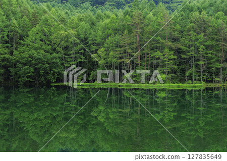 Fresh greenery at Mishaka Pond 127835649