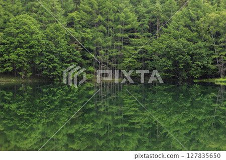 Fresh greenery at Mishaka Pond 127835650