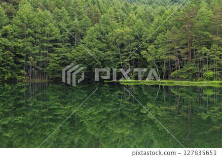 鮮綠的米沙卡池塘 127835651
