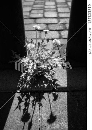 Resilience in Bloom 127835819