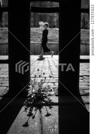 Dandelion Growing Through Pavement in Urban City, Black and White Street Photo Dandelion Growing Through Pavement in Urban City, Black and White Street Photo 127835822