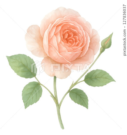 Fresh and beautiful Ambridge Rose watercolor illustration on transparent background 127836037