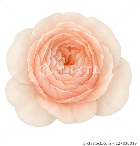 A transparent watercolor illustration of a softly standing Umbridge Rose 127836039