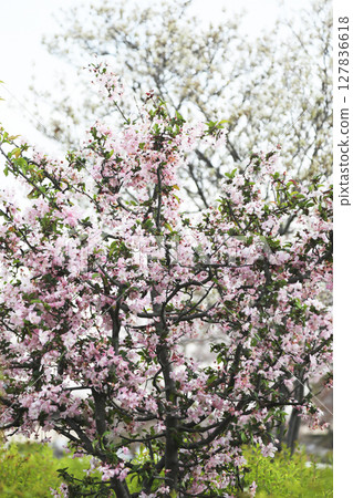 Cherry petals 127836618