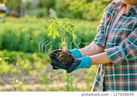 Tomato seedlings in hands of gardener, outdoor backyard vegetable garden farm 127836649
