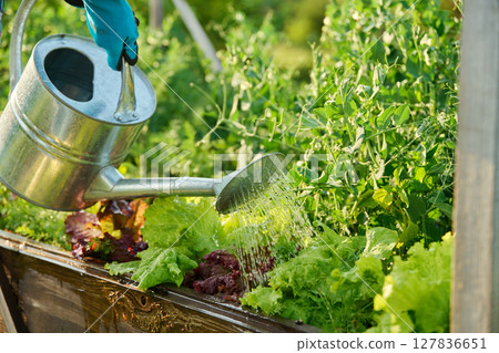 Close-up of watering can in hands watering green pea plants lettuce leaves Close-up of watering can in hands watering green pea plants lettuce leaves 127836651