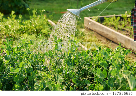 Close-up of watering can in hands watering pea plants 127836655