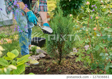 Caring for Juniperus in garden, gardener with mineral fertilizers for conifers 127836661