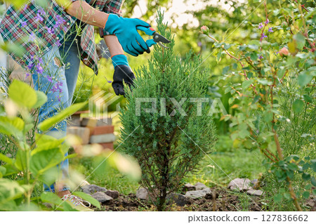 Caring for Juniperus in garden, gardener with pruning shears Caring for Juniperus in garden, gardener with pruning shears 127836662