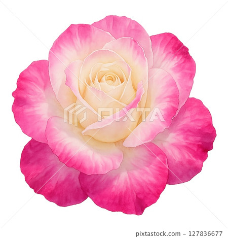 Fresh Abracadabra rose watercolor illustration 127836677