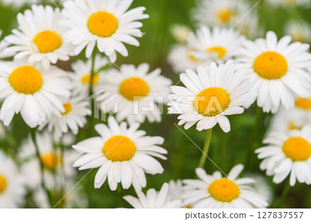 Blooming white daisies, chamomile in meadow with soft light and spring atmosphere. Floral background 127837557