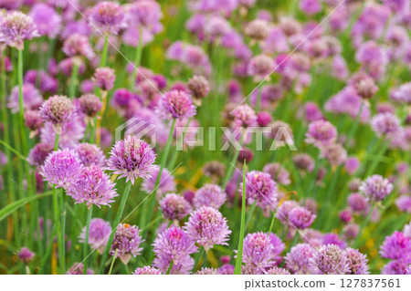 Blooming chive, allium schoenoprasum in summer garden, close up view of vibrant purple flower macro 127837561