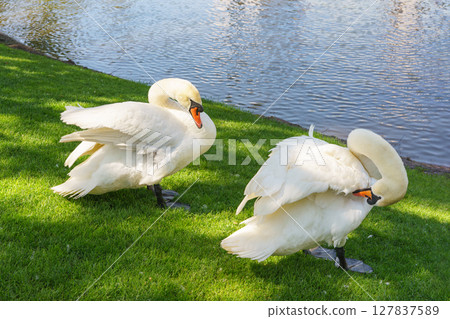 Graceful white swans preening by the lakeshore in a green city park background on sunny spring day Graceful white swans preening by the lakeshore in a green city park background on sunny spring day 127837589