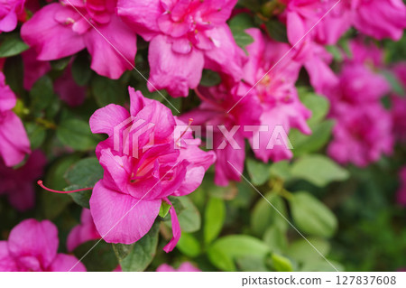 Blooming pink japan Azalea Ericaceae flowers, rhododendron flower macro, background Blooming pink japan Azalea Ericaceae flowers, rhododendron flower macro, background 127837608