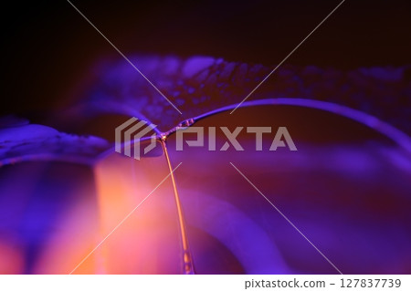 Purple and orange liquid abstraction, phenomenal water forms, dark background Purple and orange liquid abstraction, phenomenal water forms, dark background 127837739